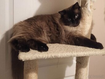 Dospelý kocúr Ragdoll bez papierov - 4