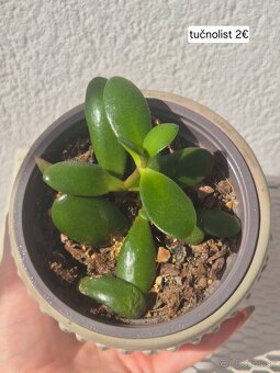 Predám izbové rastliny 2 - 4