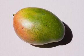 Mangovník-Mangifera indica - 4