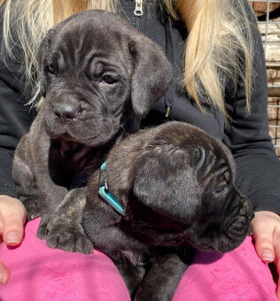 Štěňata Cane Corso s PP - 4