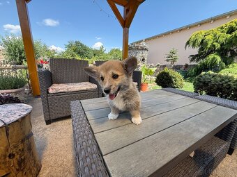 Welsh Corgi - 4