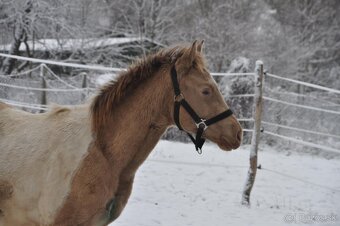 APHA classic champagne colt - 4