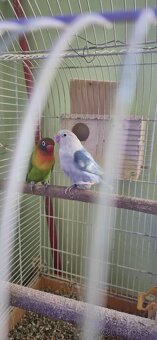 Agapornis fischeri pára. - 4