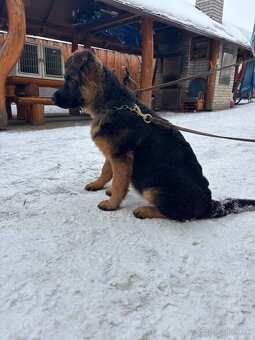 Nemecký ovčiak šteniatka - 4