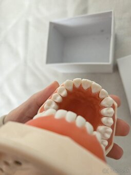 Model zubov na škrabanie - 4