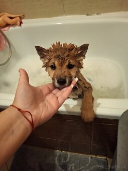 Predam steniatko - 4