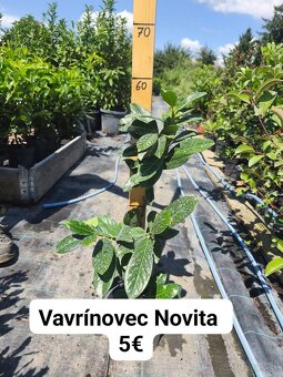 vavrínovec, červienka, živý plot - 4