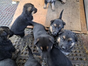 Predám šteňatá nemecký ovčiak - 4