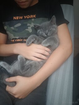 Britské mačiatka - 4