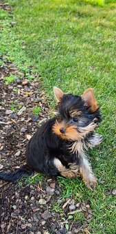 Yorkshire Terrier dievčatko s komplet PP - 4