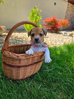 Jack russel teriér - 4