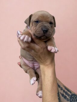 American Bully XL - Exkluzivní spojení šampionů - 4