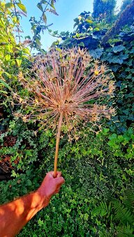 Okrasný cesnak Christophii - kvet veľký ako futbal. lopta - 4