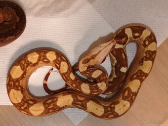 Velhad kralovsky - 4