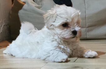 Maltipoo - 4