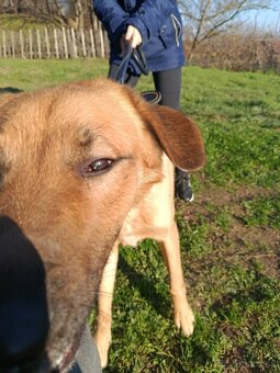 Nemecko-Belgicky ovčiak - 4