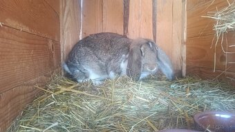 Francúzsky baran - 4