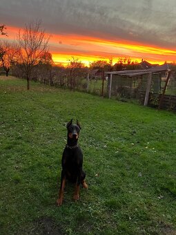 Doberman na krytie - 4