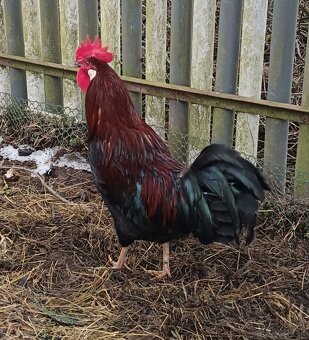 Predám kohúta - 4