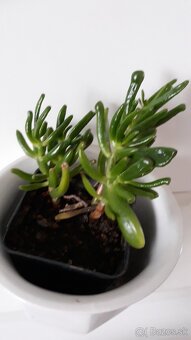 Predam izbové kvety 3e za kus - 4