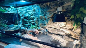Predám krásne Terarium aj s agamou - 4