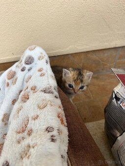 Darujem maciatka - 4