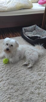 Stráženie psov - 4