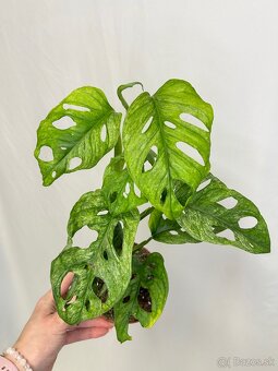 Monstera Adansonii ‘Mint’ - 4