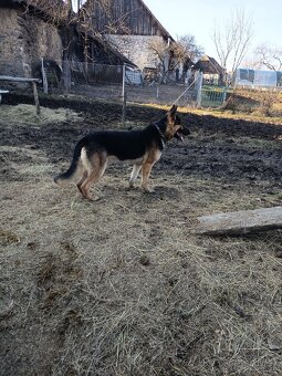 Predám nemecký ovčiak - 4