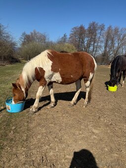 Pony kobylka - 4