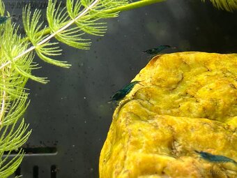 Krevetky neocaridina Blue Dream - 4