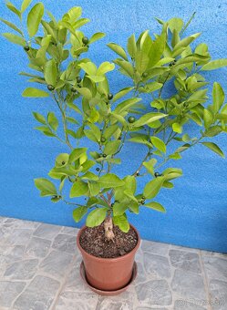 Citrus calamondin odroda Oriana - 4