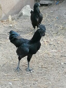 Predam kohuty Ayam Cemani - 4