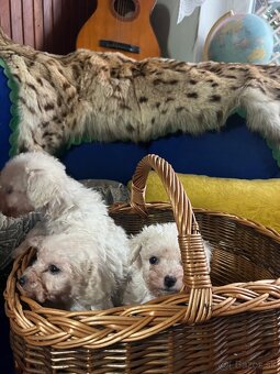 Trpasličí pudel - 4