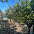 Predaj Záhrada & Pozemok 1641m² - 4