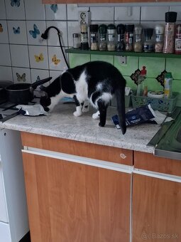 Hľadám domov staršiemu kocurikovi - 4