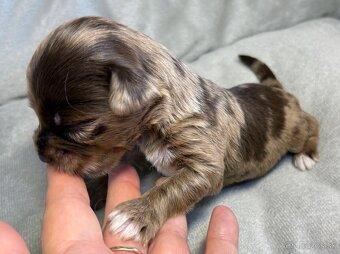 Yorkshire Terrier s PP - 4