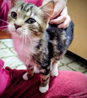 Darujem maciatko kocurik - 4