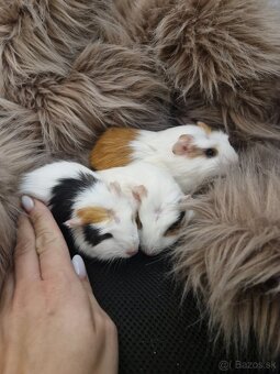 4 tyzdnove morcata - 4