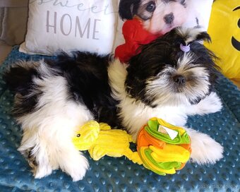 Shih-tzu s PP posledné šteniatko (shih tzu, shitzu, si-tzu) - 4