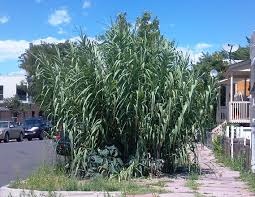 trstina obrovská Aruna Arundo-donax Trsteník - 4