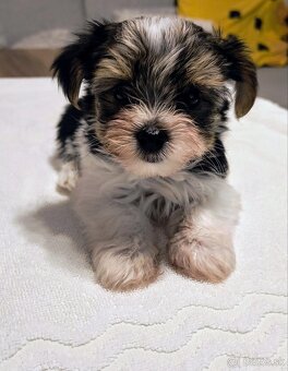 Šteniatko Yorkshire Biewer Terrier - 4