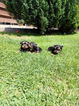 Yorkshire terrier mini - 4