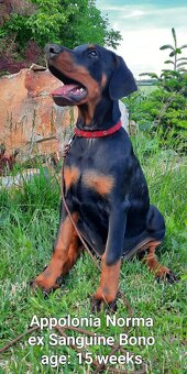 DOBERMANN šteniatka s P.P. - 4