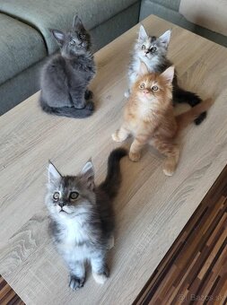Mačiatka Maine Coon - 4