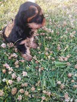 Yorkshire terrier, yorkshirsky terier, york - 4