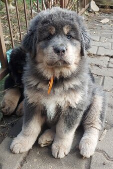Tibetská doga - šteniatka s PP - 4
