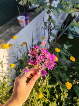Fialový a biely sucho-kvet (slamienka) 🌸 - 4