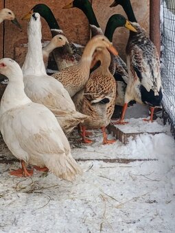 Predám kohútov aj kačky - 4