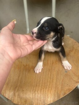 Americký pitbull - 4